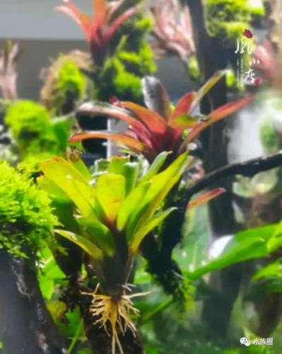 下面就一起来学习他造的雨林缸吧 素材准备:积水凤梨,空气凤梨,蕨类
