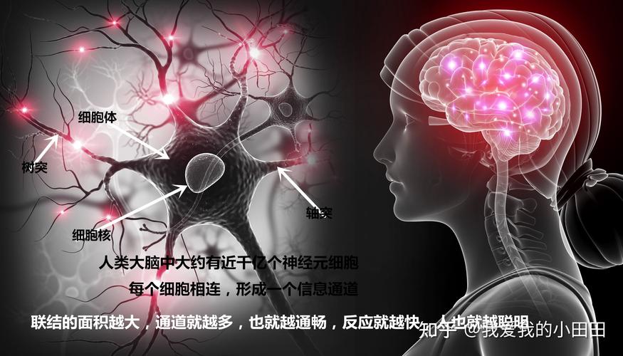 大脑有百分之97的神经元都处于休眠状态,?