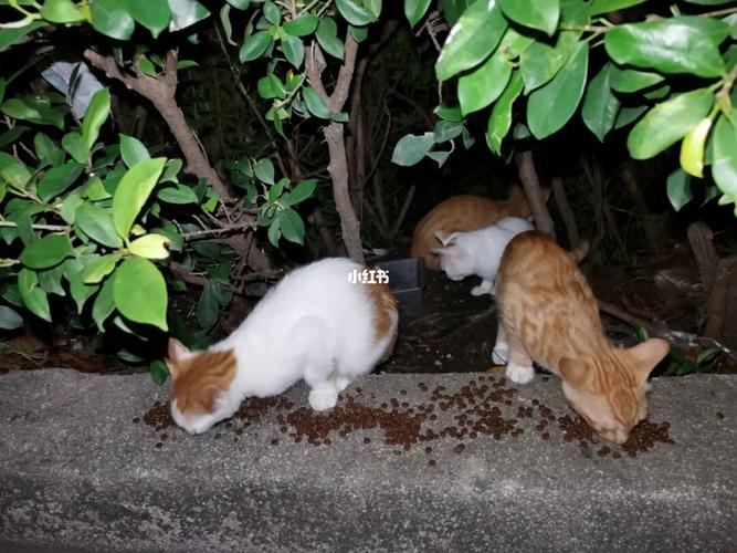 喂流浪猫_流浪猫_猫咪_救助流浪猫_宠物_猫_晒猫