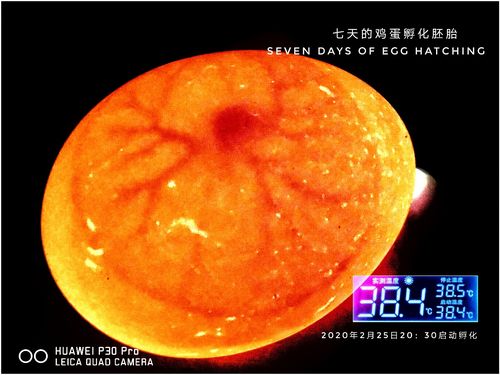 小鸡孵化胚胎第七天