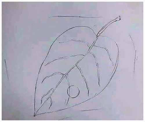 高手教你用彩铅画出一片带露珠的树叶
