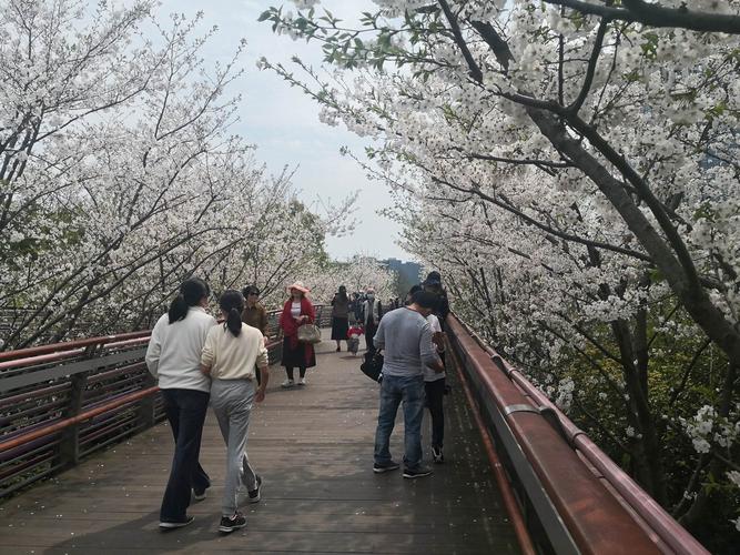 宁波樱花公园