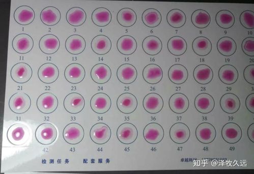 养羊学堂丨羊布病的2种检测方法,人畜共患!务必学会