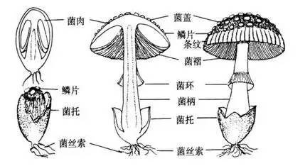 首先~来看看蘑菇的形态结构 人们平时食用的蘑菇叫做子实体或菌体