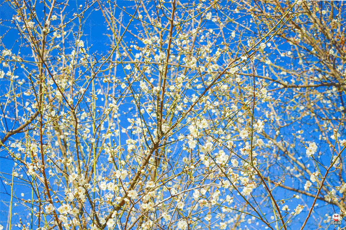 "花开齐鲁"最美风景随手拍征集活动开启,快来参加吧】 春光旖旎惹人醉