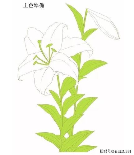 漂亮的百合花怎么画