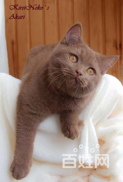 【图】- 咖啡色英短 - 沈阳铁西卫工猫猫 - 沈阳百姓网