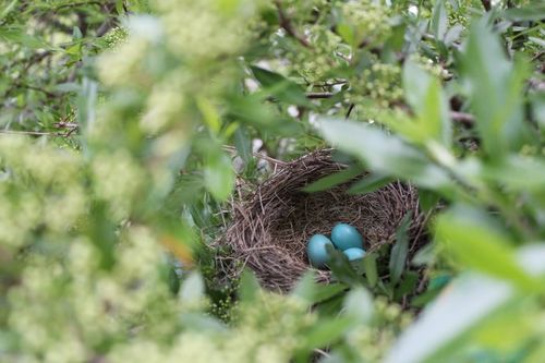 发现蓝色的鸟蛋