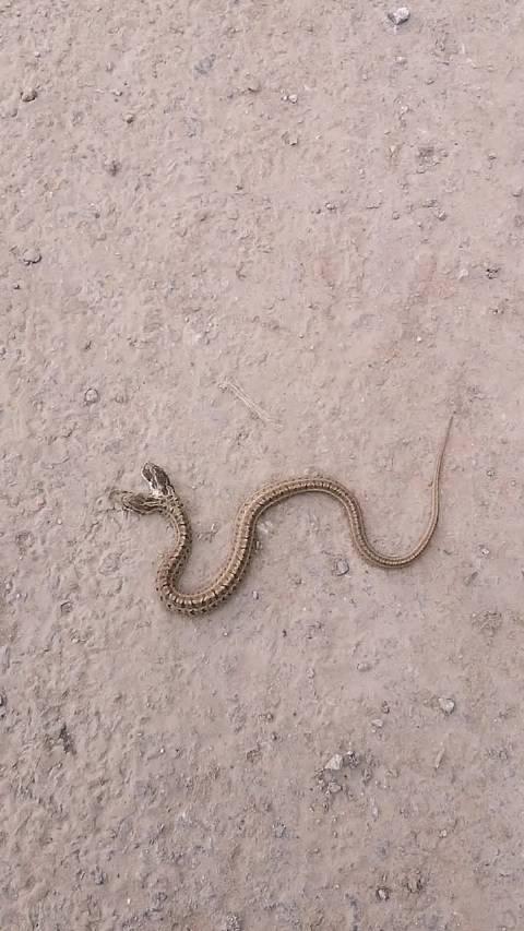 美国网友发布双头蛇同时吞下两只老鼠视频