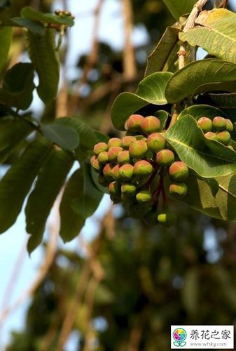 八宝树掉叶子是怎么回事