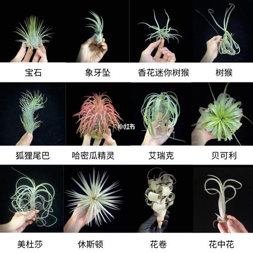 真没想到空气凤梨有这么多品种