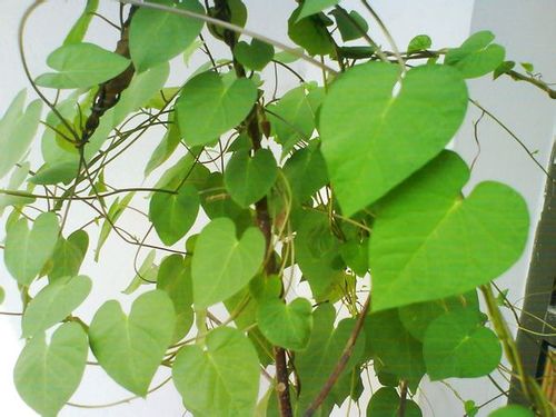 心形叶子的藤蔓植物叫什么名字呀?下面有图