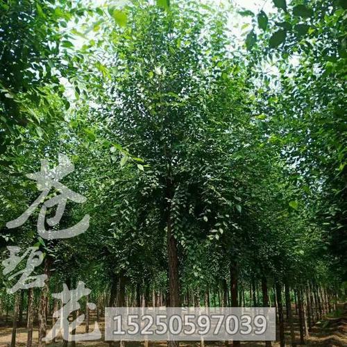 榆树大树苗镇宅树苗金叶榆名贵小苗北方种植庭院树辟邪绿化风景树