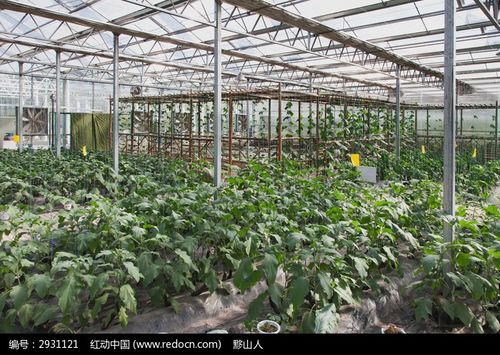 科技大棚种植蔬菜