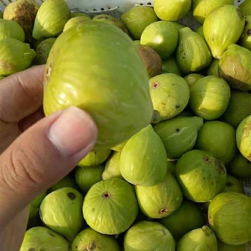 4斤无花果威海特产新鲜孕妇水果青皮鲜果装秋果现摘现