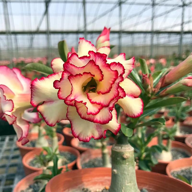 【玫蟹园】沙漠玫瑰品种荟萃