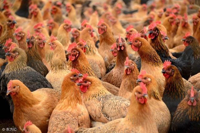 蛋鸡养殖中,鸡群状态好不好?不但要看采食量,更要看饮水量!