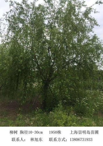 柳树  登录 | 注册  红叶石楠榉树香樟黄山栾树紫薇朴树大叶