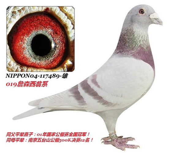 华侨赛鸽交流中心