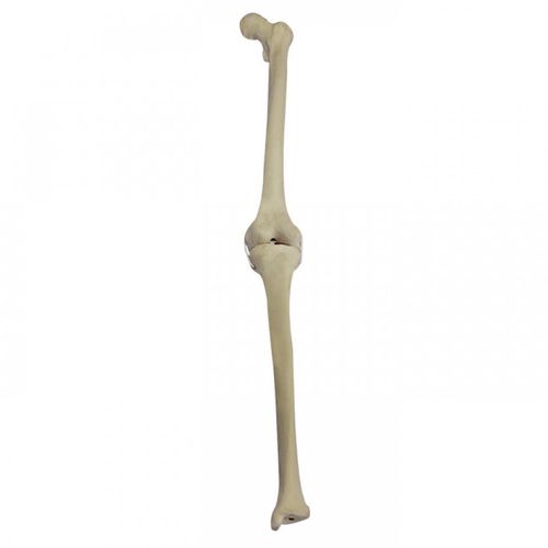 胫骨解剖模型 / 股骨 / 教学