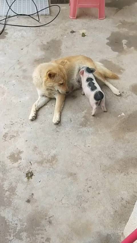 狗都喂猪了看这架势猪肉价格有征兆