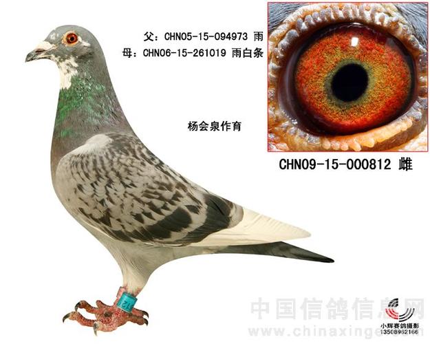 杨会泉先生参加拍卖种鸽图片及血统书