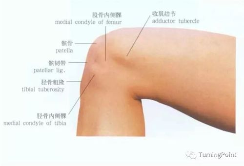 胫骨内侧面:位于皮下,向下可延至内踝.