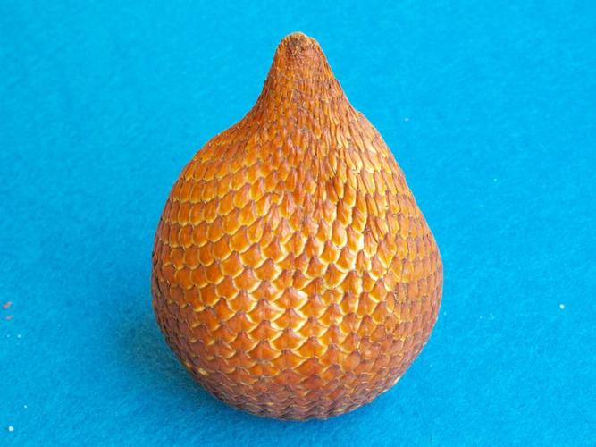snakefruit,salacca edulis,snake skin fruit,indonesia,salak palm