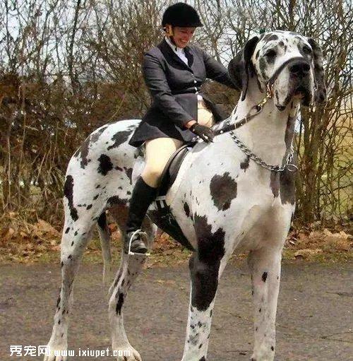 世界最大的巨型犬世界最大的巨型犬世界最大的巨型犬世界最大的巨型犬