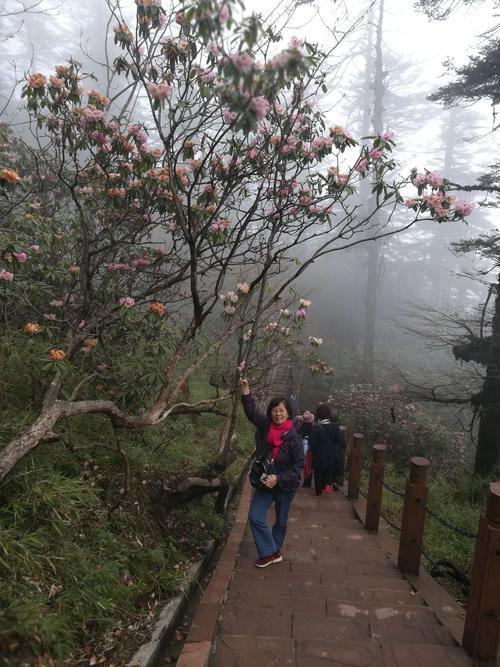 观杜鹃花的径庭