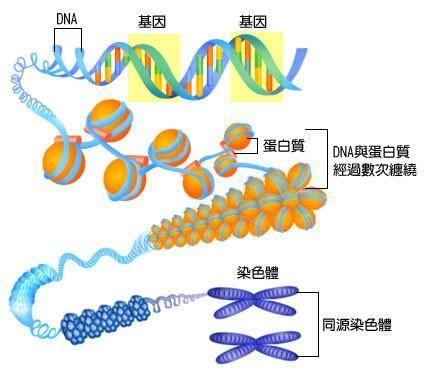 老鼠与人类基因重合度达85%,香蕉50%,为什么它们也有人类基因?