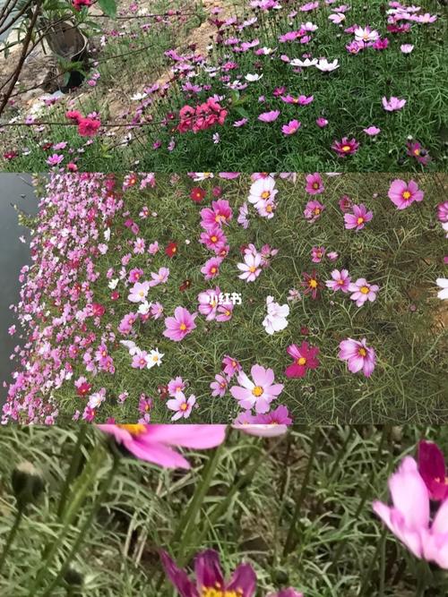 花的海洋_壁纸_壁纸分享_素材_壁纸