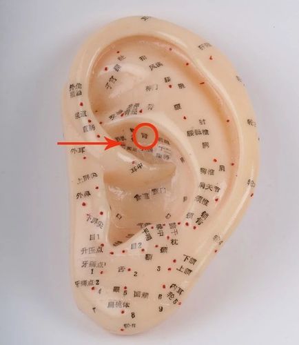 用食指指腹按压外耳道开口上方的凹陷处,此处有肾的反射区,来