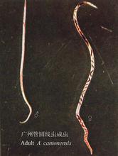 圆线虫|5|22