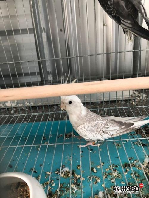 钦州市区各种特色玄凤