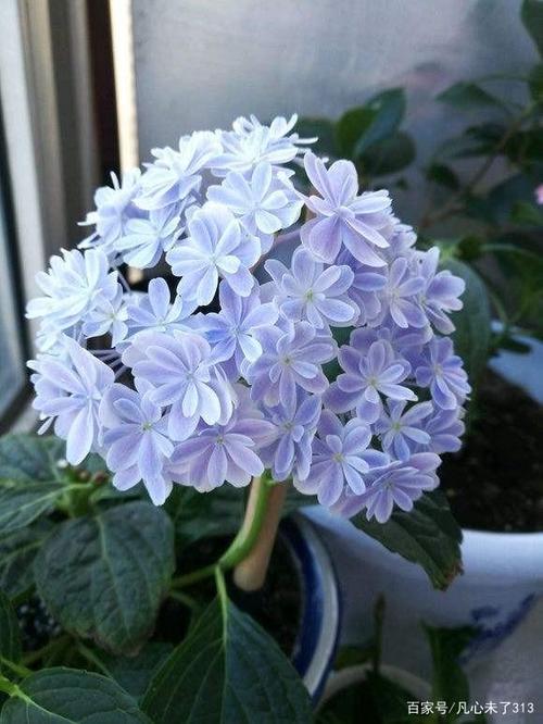 喜爱绣球花的花友们都来看一看囖!