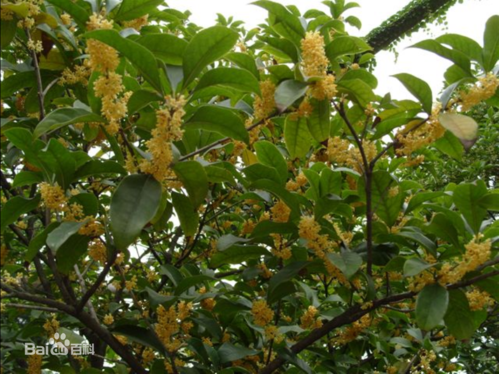 金桂花