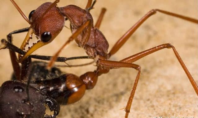 行军蚁和子弹蚁谁更厉害?为什么?
