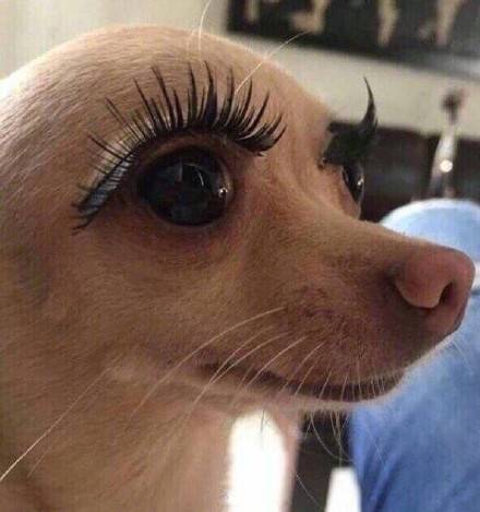 有人喜欢大眼睛吉娃娃表情包吗太可爱啦