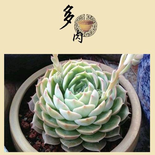 多肉植物昂斯洛批发多肉花卉桌面盆栽特价大颗肉肉基地厂家直销