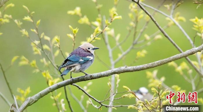 紫背椋鸟. 陈光辉 摄