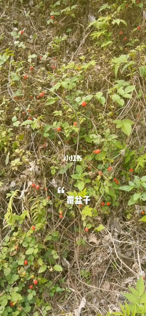 覆盆子植物可入药,有多种药物价值,其果实有补肾壮阳的作用.