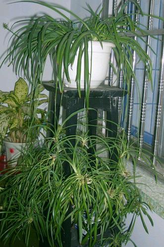 我的植物朋友——吊兰