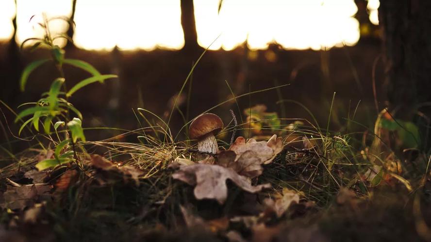 秋季摄影征集 | 来一起做一场关于秋天的梦