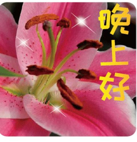 求中老年表情包