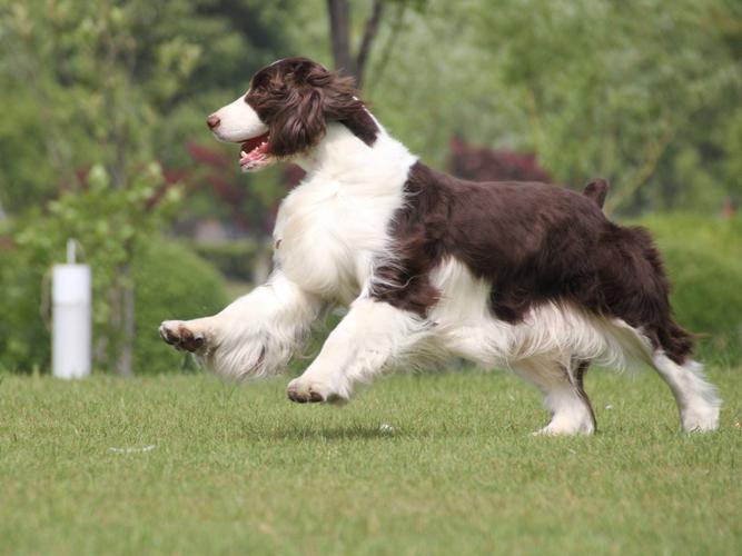 世界名犬   #史宾格犬   #英国史宾格