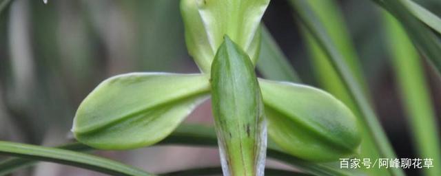 紫龙梅兰花是什么品种