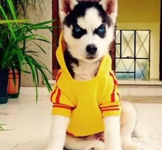 小二哈,你说你除了帅还有啥?