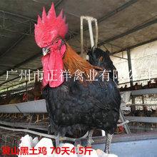 存活率高黑凤乌鸡 font color=red>苗 /font> 高产黑凤乌鸡 font