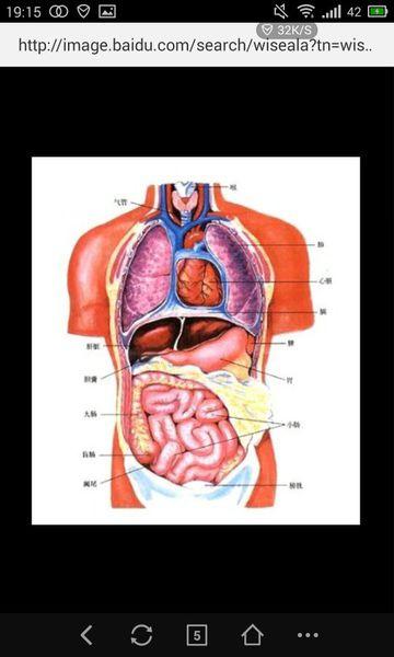 兔子肝脏和人的肝脏位置对比